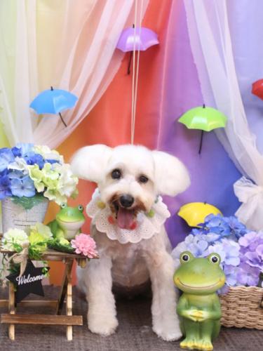 20230614天馬利ちゃん